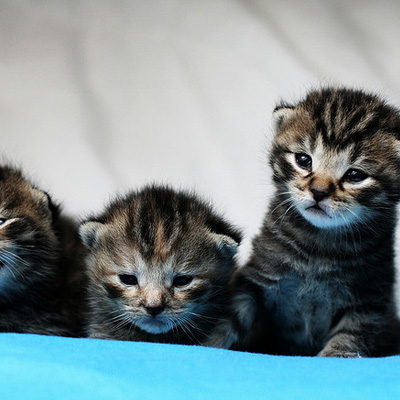 unconventional-love-for-kittens