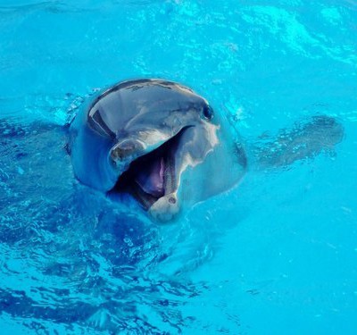 charity dolphin getaway