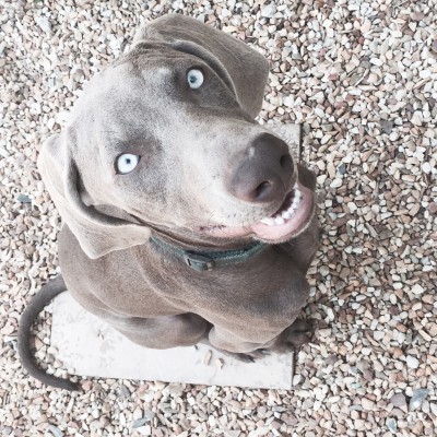 hills ideal balance dog food