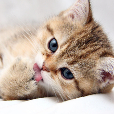 cats