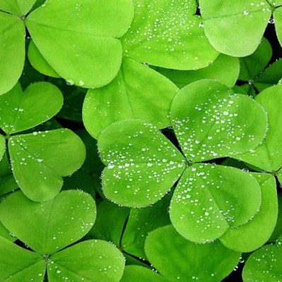 green manures fertilizer