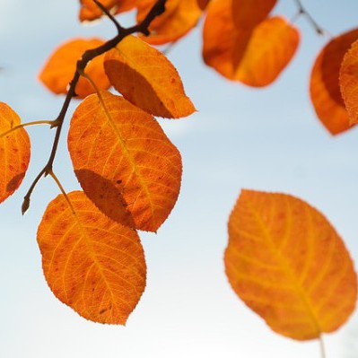autumn