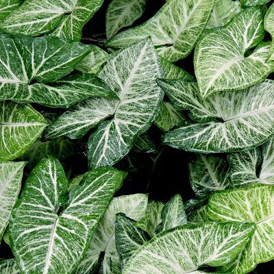 Spirulina