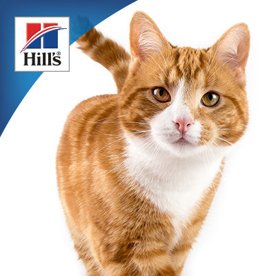 hills kitty hamper