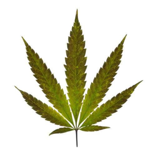 Modern uses for Hemp