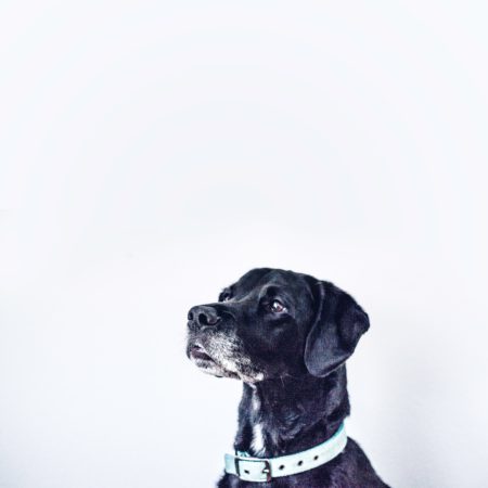 calm your dog