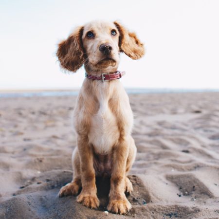 Dog's Skin