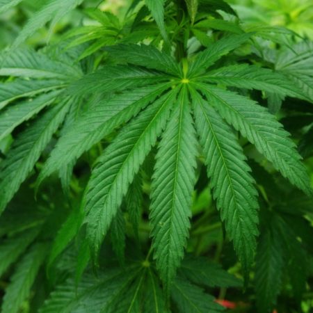 Six Health Benefits Of CBD Oil