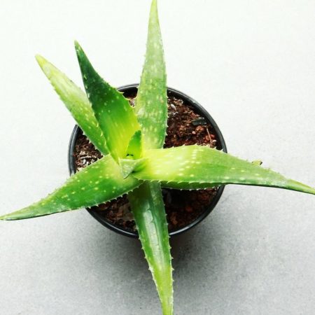 Aloe Ferox Bitter
